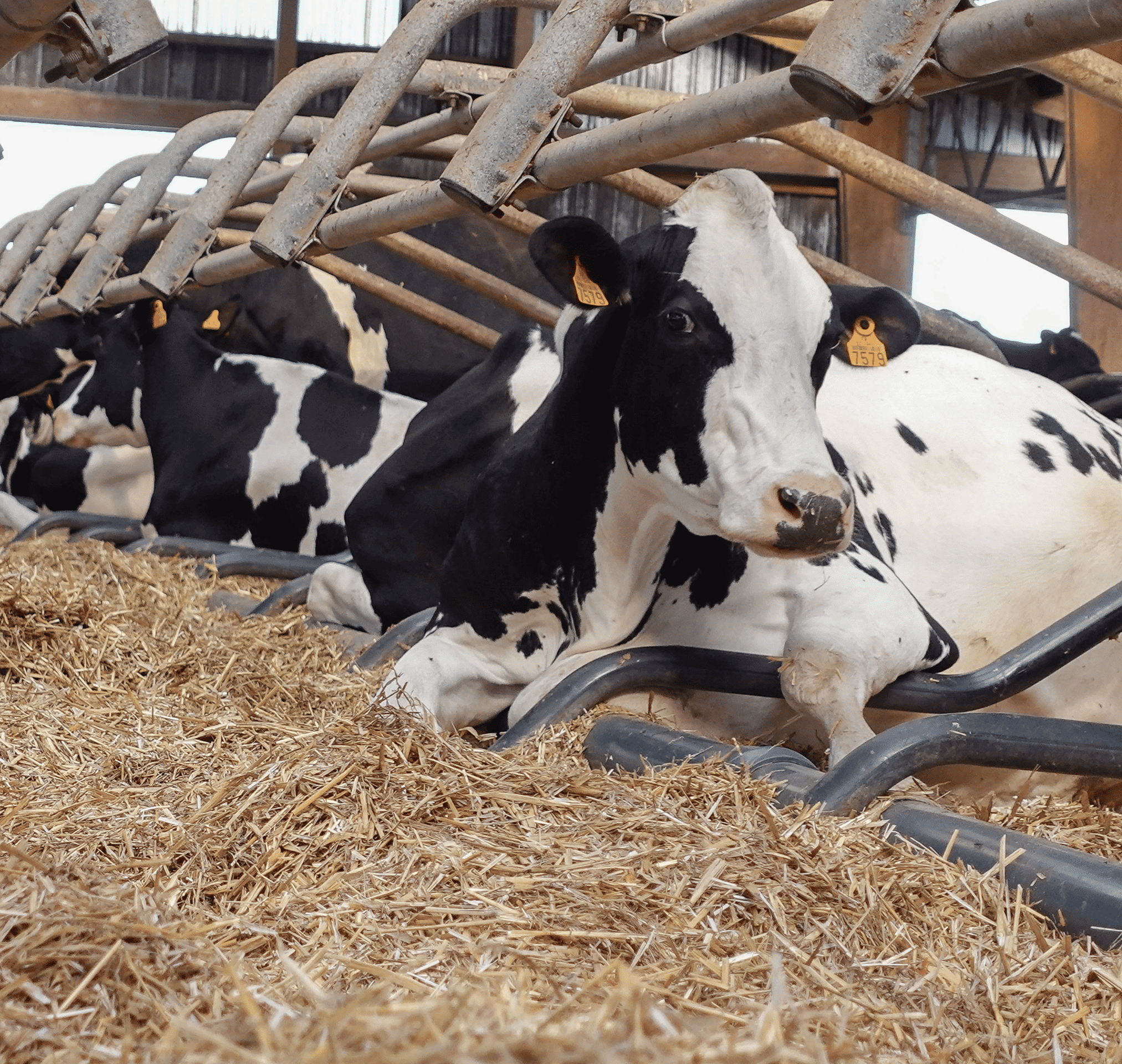 actisan 360 elevage vache bovin litiere