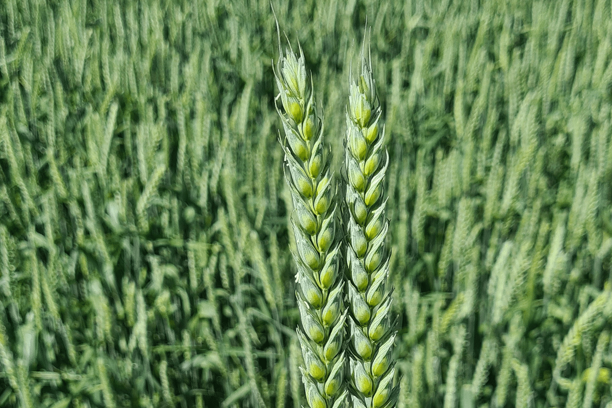 wheat latvia9 2