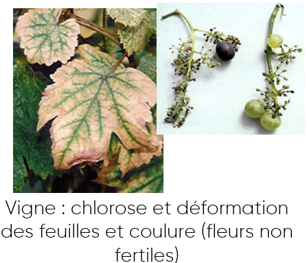 vigne & bore