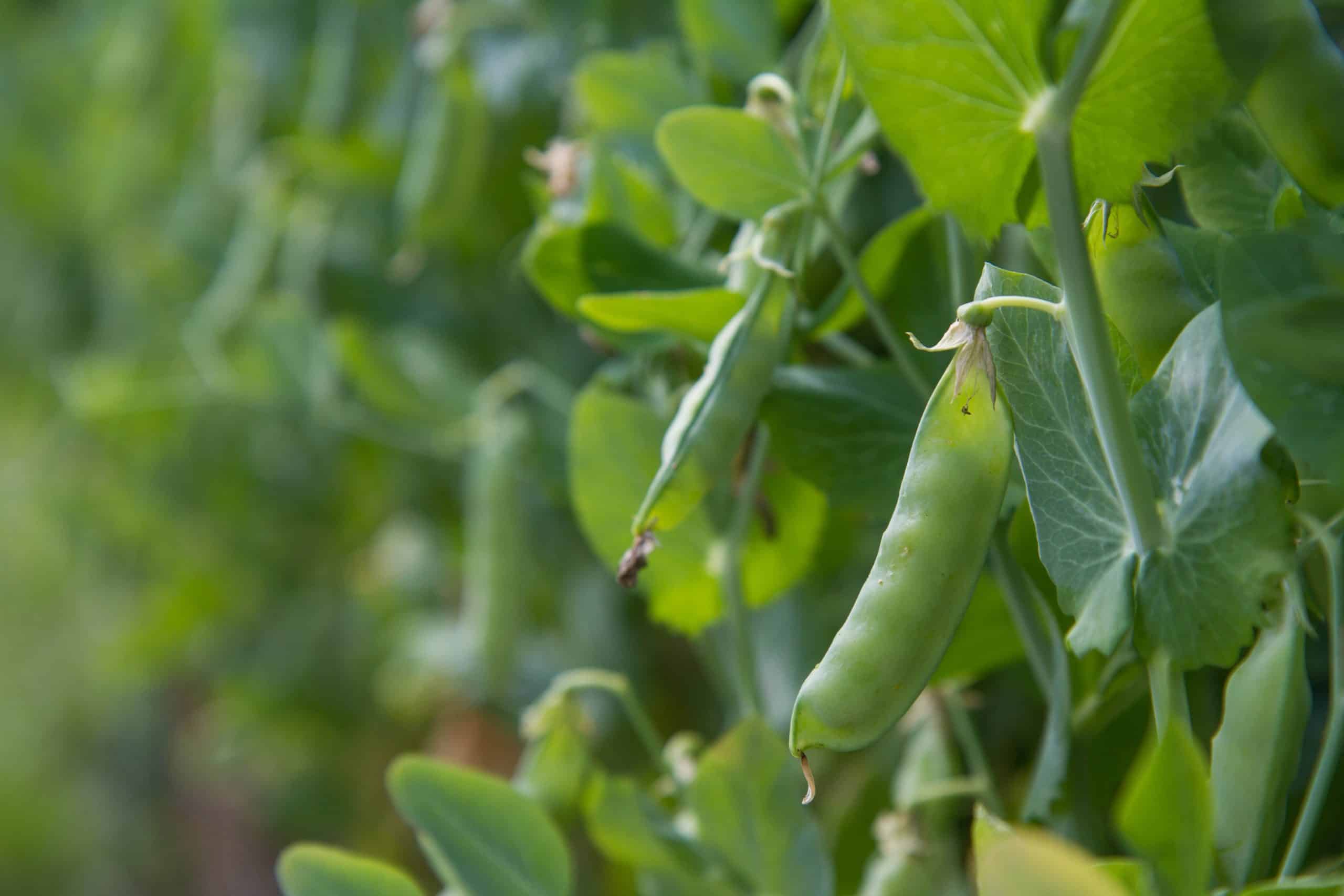 pea,plant,with,ripe,pods,visible,in,a,garden