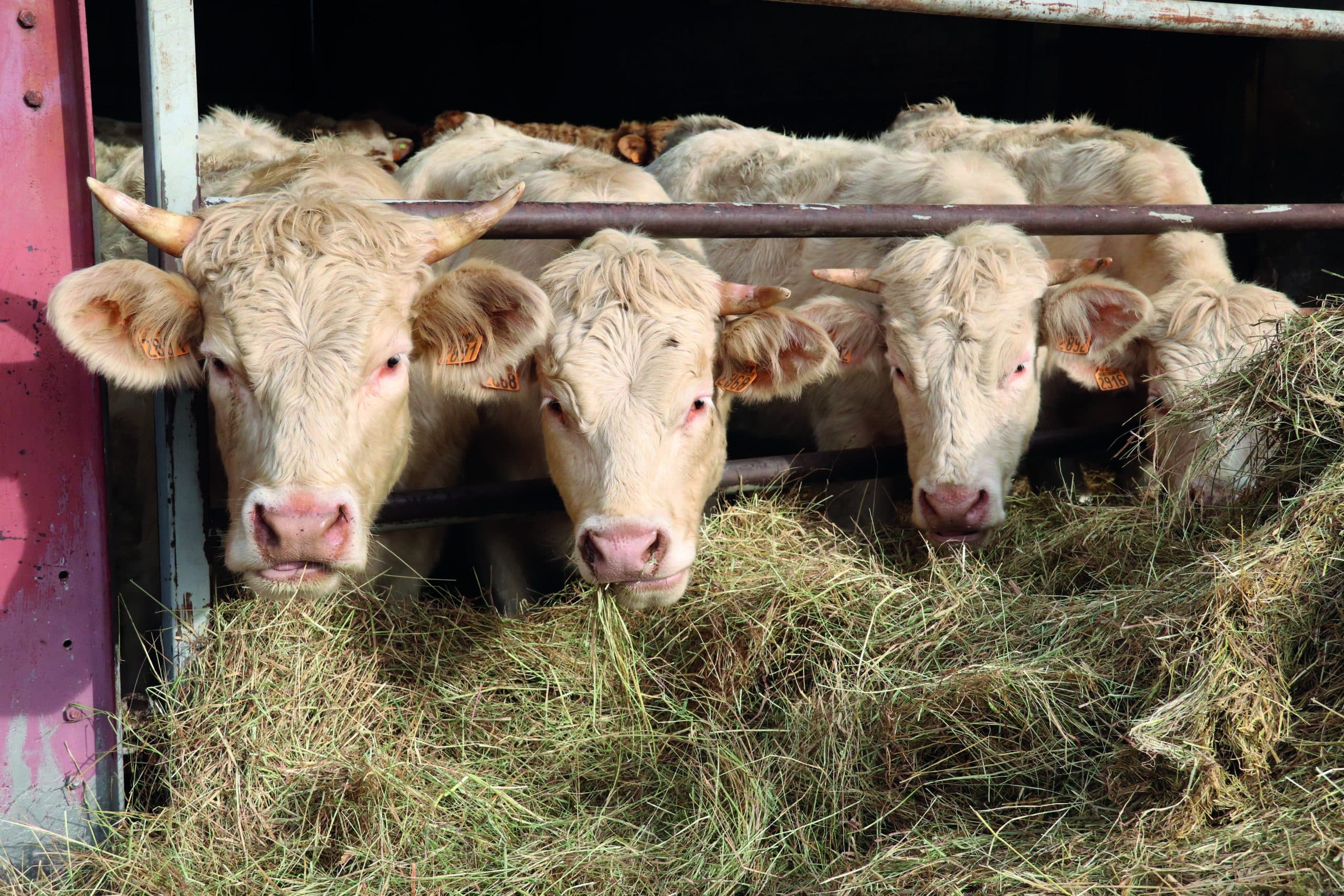 Alimentation digestion rumen bovin