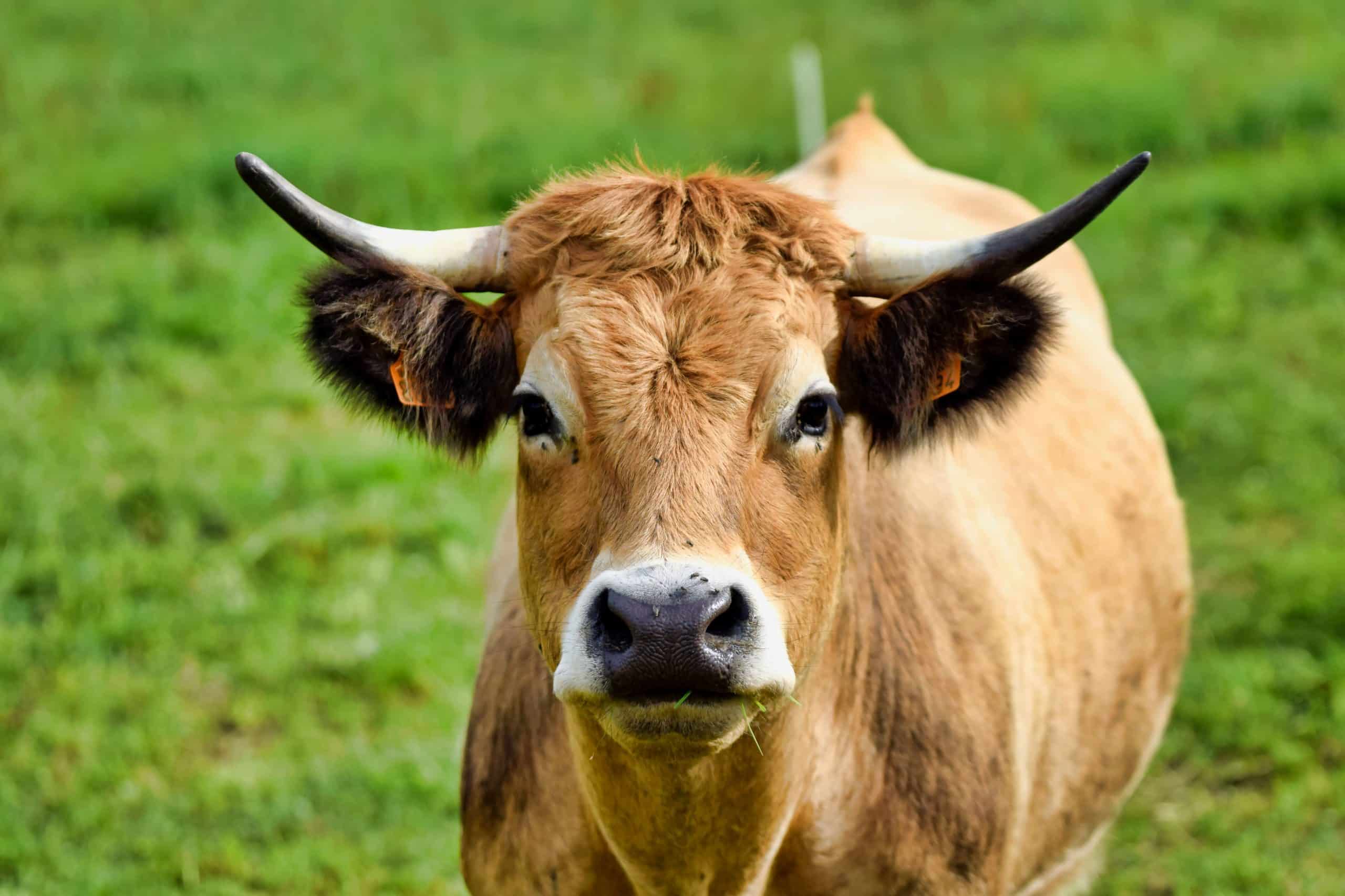 vache d'aubrac temoignage agriculteur eleveur CETEIA