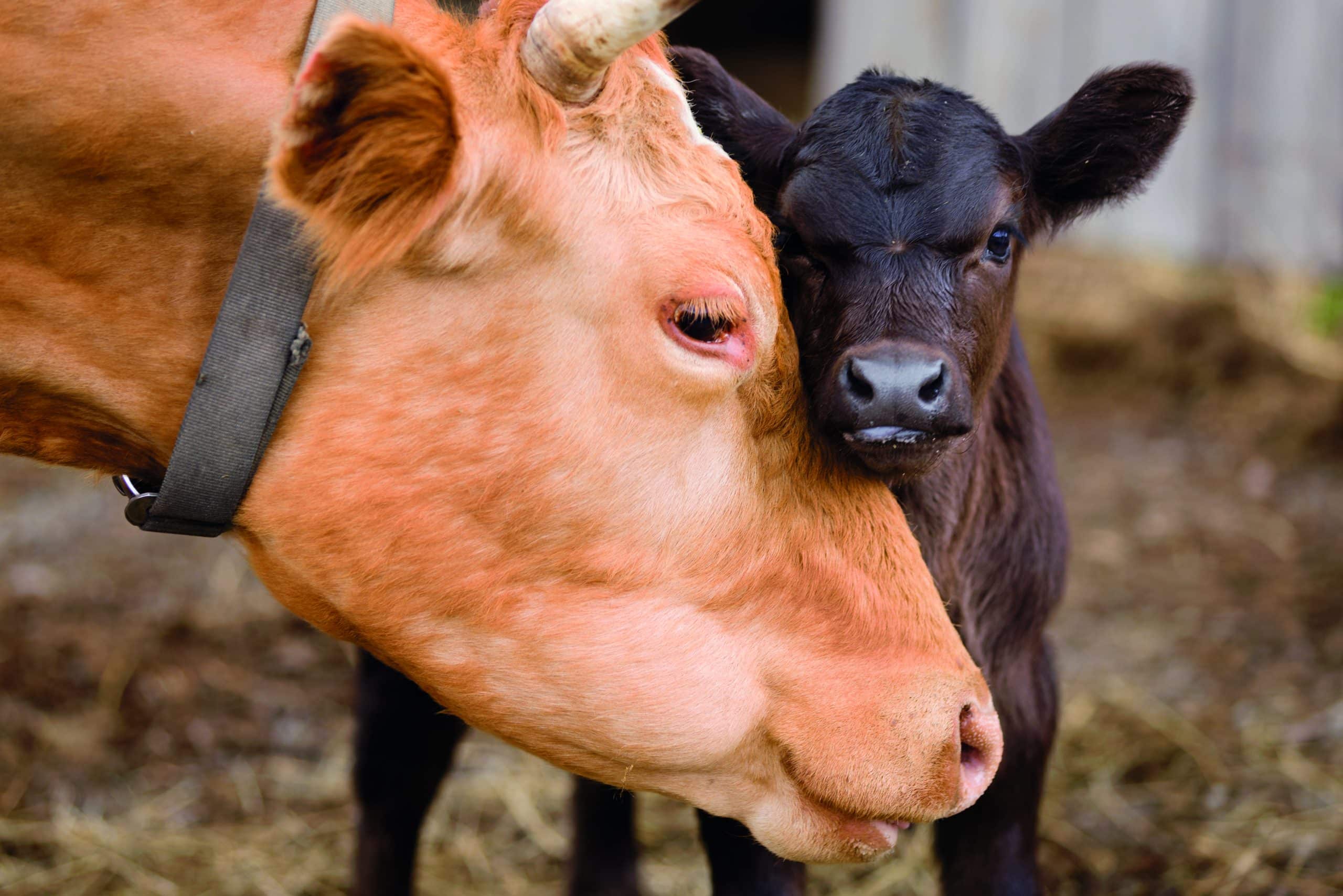vache veau 2462459659