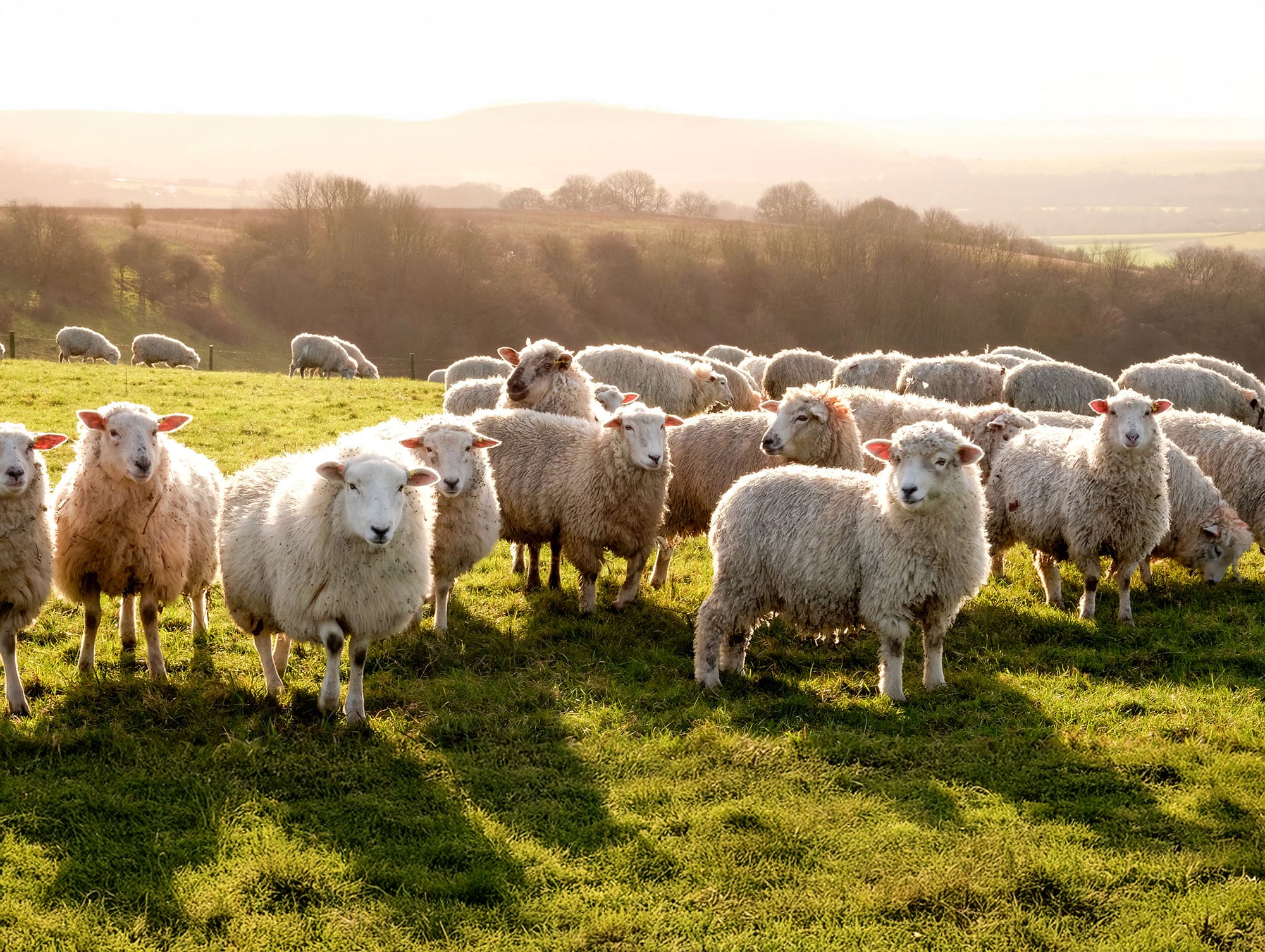 zinc-rumen-elevage-ovin