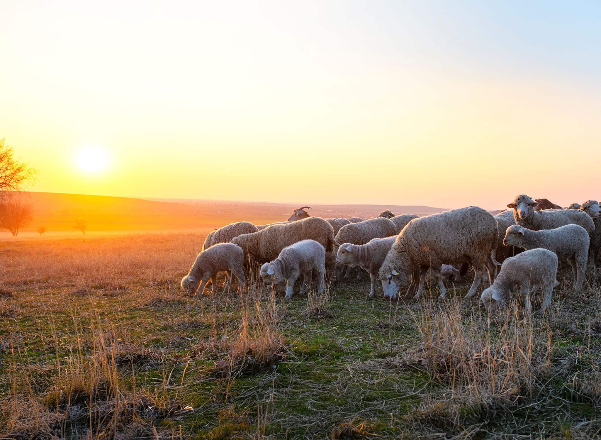 Cobalt-molybdene-selenium-ruminant-ovin-vitamine-santé