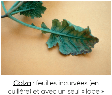 colza carence molybdene