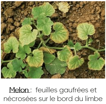 melon carence molybdene