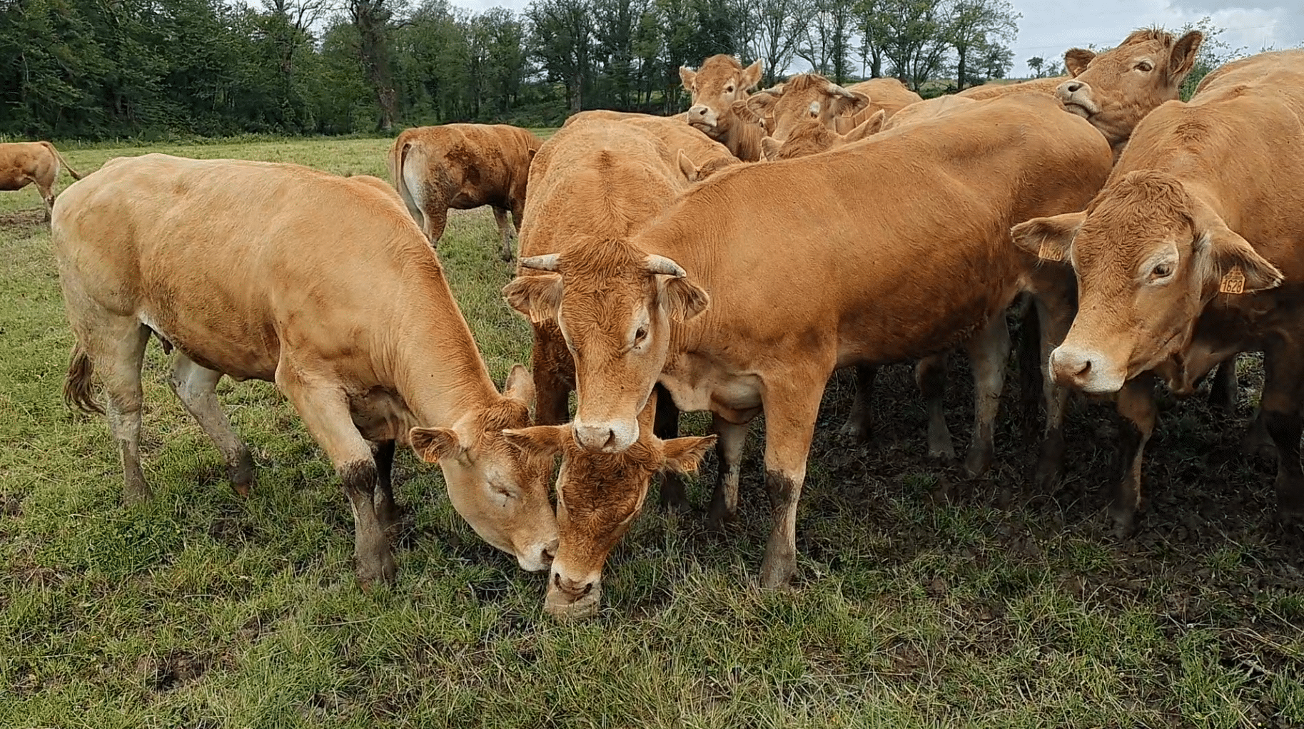 bovin-parasitisme-ceteia-tique-mouche