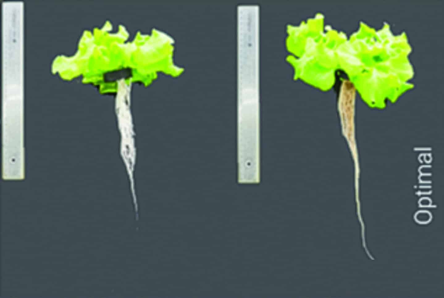 témoin firefly upscaler