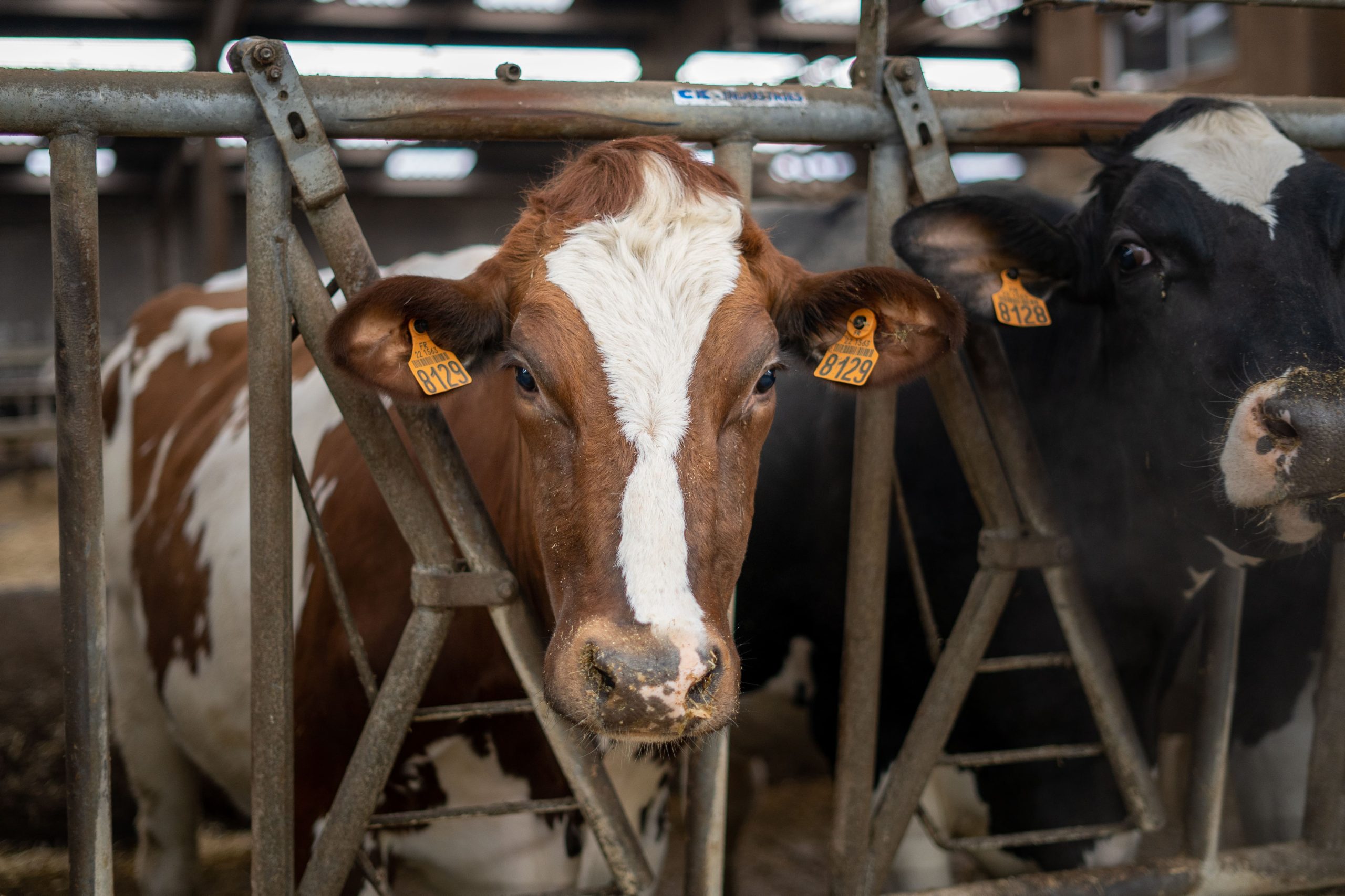 ferme-vache-