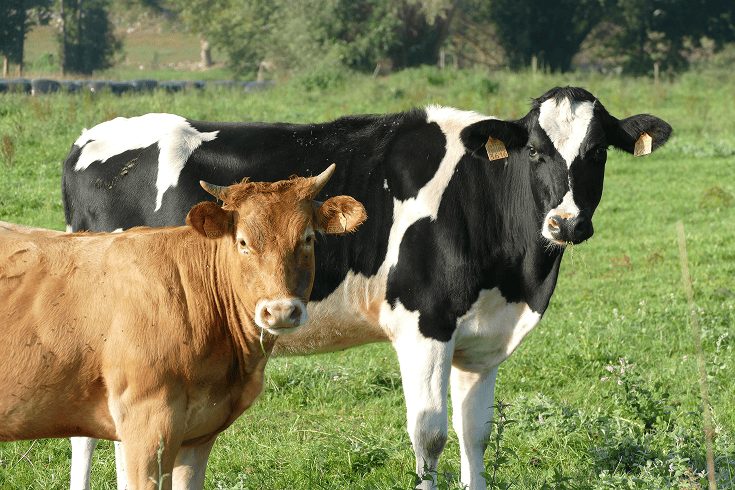 vaches-champs