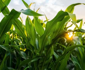zinc-maïs-nutrition-vegetale-agriculture