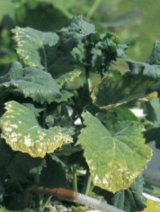 carence potassium colza