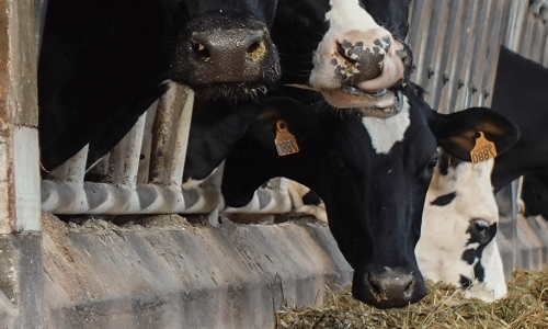 cow france coesmes6 3