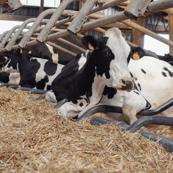 actisan 360 elevage vache bovin litiere