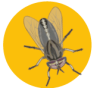mouche-parasite-externe