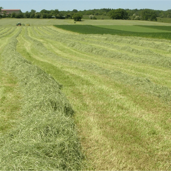 prairie azoflore c apercu