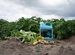 seactiv-pomme de terre-patate-maraichage-biostimulant-zinc