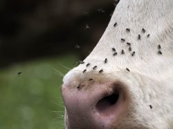 vache-mouche-parasite-production-animale
